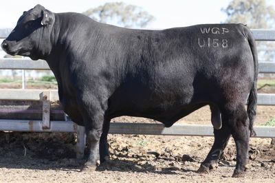 Wattle Grove Speckle Park Triple Treat Sale