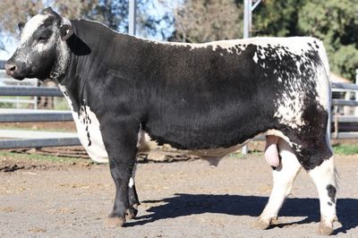 Wattle Grove Speckle Park Triple Treat Sale