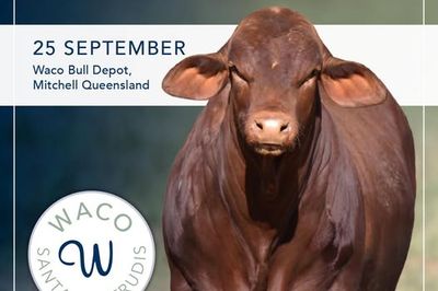 Waco Santa Gertrudis Bull Sale