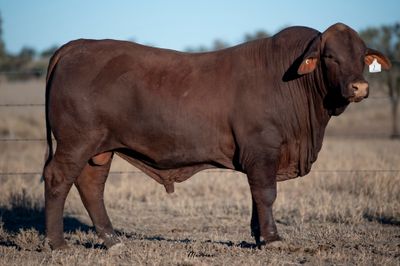 Dangarfield Santa Gertrudis Bull Sale