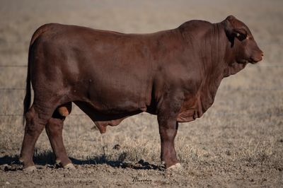 Dangarfield Santa Gertrudis Bull Sale