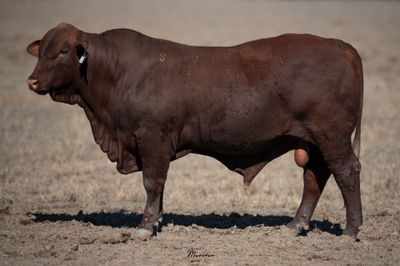 Dangarfield Santa Gertrudis Bull Sale