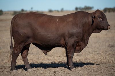Dangarfield Santa Gertrudis Bull Sale