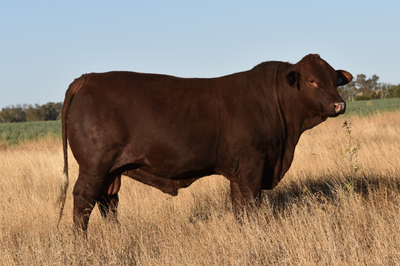 Dawson Valley Santa Sale