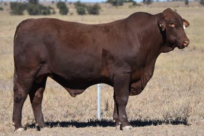 Dangarfield Santa Gertrudis Bull Sale
