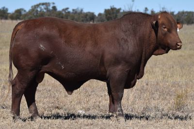 Dangarfield Santa Gertrudis Bull Sale