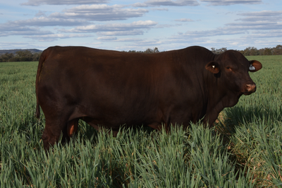 Dawson Valley Santa Sale