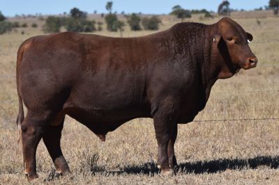 Dangarfield Santa Gertrudis Bull Sale