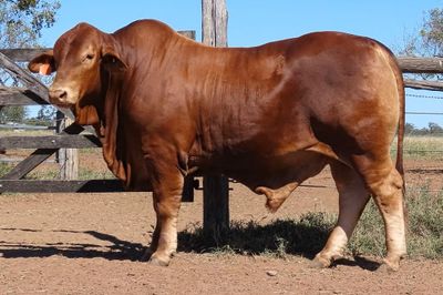 Central Reds Droughtmaster Sale