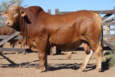 Central Reds Droughtmaster Sale