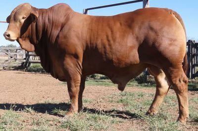 Central Reds Droughtmaster Sale