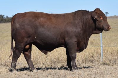 Dangarfield Santa Gertrudis Bull Sale