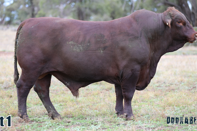 Doorabeeba Santa Gertrudis Online Bull Sale