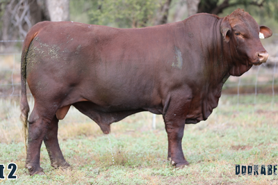 Doorabeeba Santa Gertrudis Online Bull Sale