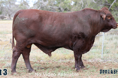 Doorabeeba Santa Gertrudis Online Bull Sale
