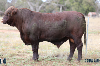 Doorabeeba Santa Gertrudis Online Bull Sale