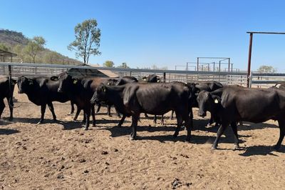 63 F1 Wagyu cows and 20 calves