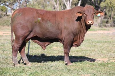 Doorabeeba Santa Gertrudis Online Bull Sale