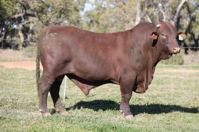 Doorabeeba Santa Gertrudis Online Bull Sale