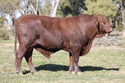 Doorabeeba Santa Gertrudis Online Bull Sale