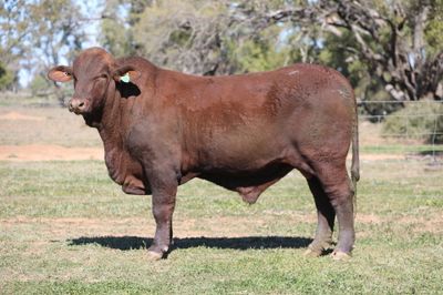 Doorabeeba Santa Gertrudis Online Bull Sale