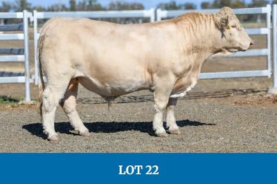 Barambah-Dale Charolais Bull Sale