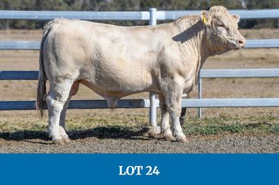 Barambah-Dale Charolais Bull Sale