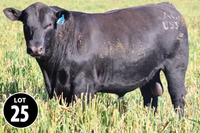 Graneta Angus Bull Sale