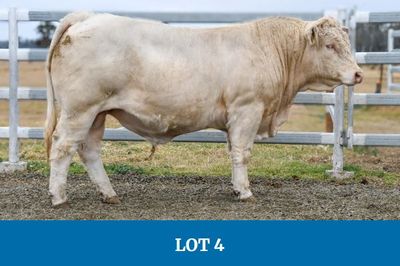 Barambah-Dale Charolais Bull Sale