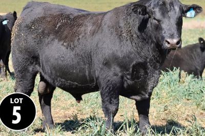 Graneta Angus Bull Sale