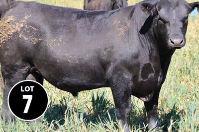 Graneta Angus Bull Sale