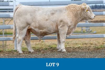 Barambah-Dale Charolais Bull Sale