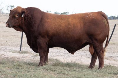 Queensland Simmental Bull Sale