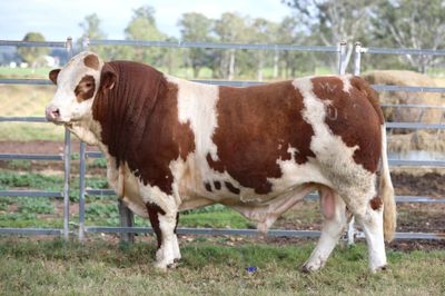 Queensland Simmental Bull Sale