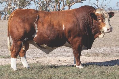 Queensland Simmental Bull Sale