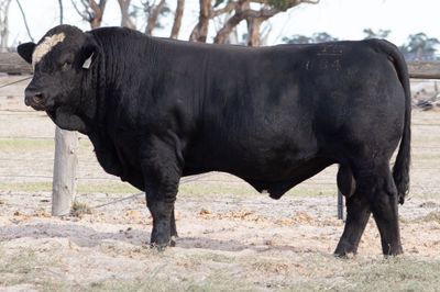 Queensland Simmental Bull Sale
