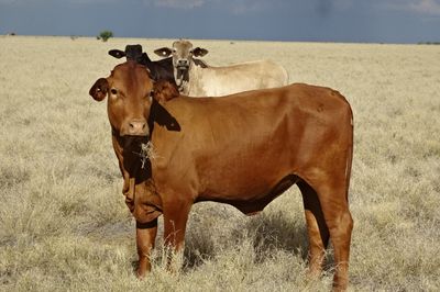 Approx. 720 No.3 Composite Heifers