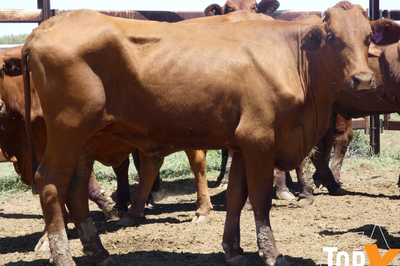 126 PTIC Santa & Santa X Cows