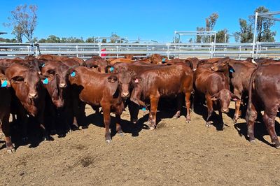 81 Santa Gertrudis Heifers A+ 2/05/2025