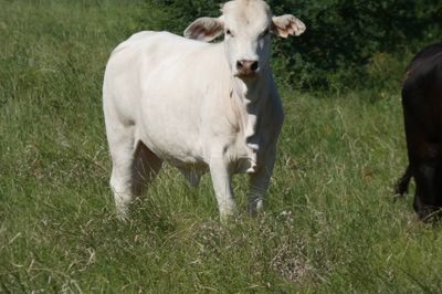 Approx. 290 GQ No.3 & No.4 Xbred Heifers