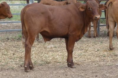 128 VGQ No.4 Droughtmaster Steers HGP FREE