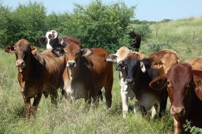 Approx. 290 GQ No.3 & No.4 Xbred Heifers
