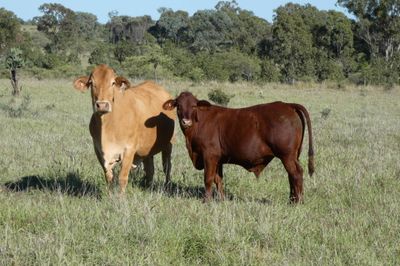 APPROX 400 D/M X STEERS & 100 D/M X HEIFERS