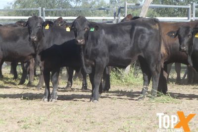 A+ 24/4 - 180 ANGUS X STEER WEANERS