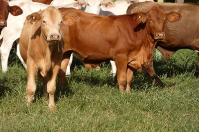 152 VGQ No.4 Xbred &BrahmanX HGP FREE Steers
