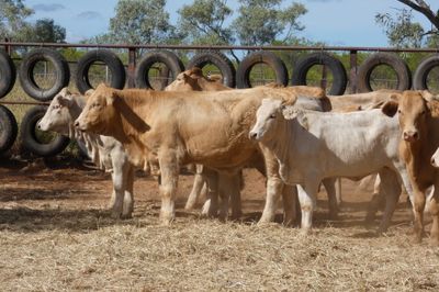 115 VGQ Charolais and Charbray No.4 steers