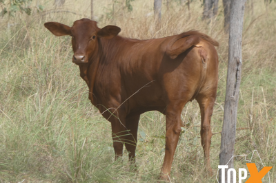 800 Mixed Sex Weaners