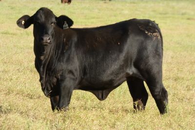 Approx.200 Xbred Heifers for Sale at McKinlay