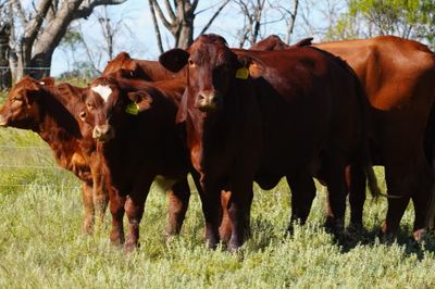 100 Santa & Santa X Cows & Calves