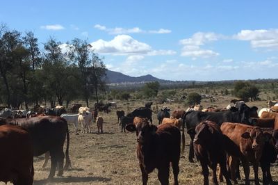 90 Cows & Cows and Calves